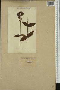 Hypericum montanum L., Western Europe (EUR) (Switzerland)