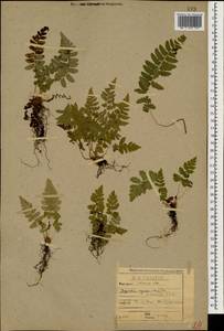Polystichum setiferum (Forssk.) Moore ex Woyn., Caucasus, Abkhazia (K4a) (Abkhazia)