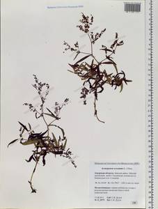 Koenigia ocreata (L.) T. M. Schust. & Reveal, Siberia, Russian Far East (S6) (Russia)