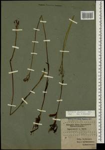 Pilosella leptophyton subsp. leptophyton, Caucasus, Krasnodar Krai & Adygea (K1a) (Russia)