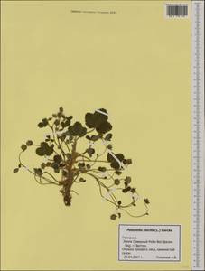 Potentilla sterilis (L.) Garcke, Western Europe (EUR) (Germany)