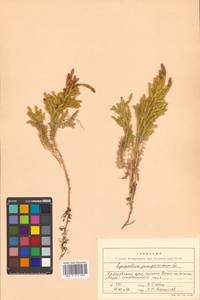 Dendrolycopodium obscurum (L.) A. Haines, Siberia, Russian Far East (S6) (Russia)