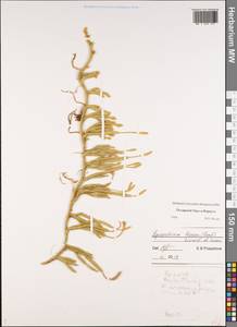 Lycopodium lagopus (Laest. ex C. Hartm.) Zinserl. ex Kuzen., Eastern Europe, Northern region (E1) (Russia)