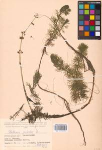 Hottonia palustris L., Eastern Europe, Western region (E3) (Russia)