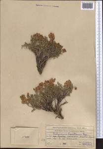 Hedysarum severzovii Bunge, Middle Asia, Western Tian Shan & Karatau (M3) (Kazakhstan)