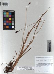 KUZ 003 162, Carex orbicularis Boott, Siberia, Altai & Sayany Mountains (S2) (Russia)