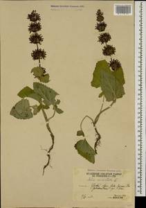 Salvia verticillata L., Caucasus, South Ossetia (K4b) (South Ossetia)