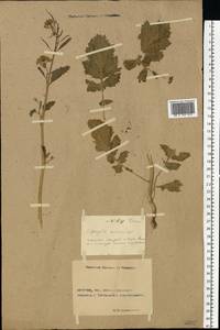 Rhamphospermum arvense (L.) Andrz. ex Besser, Eastern Europe, Rostov Oblast (E12a) (Russia)