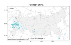 Rudbeckia hirta L., Atlas of the Russian Flora (FLORUS) (Russia)