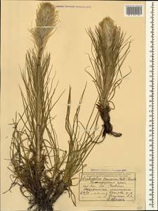 Asphodeline taurica (Pall. ex M.Bieb.) Endl., Caucasus, Black Sea Shore (from Novorossiysk to Adler) (K3) (Russia)