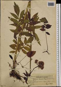 Valeriana officinalis L., Siberia, Russian Far East (S6) (Russia)