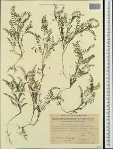 Vicia ervilia (L.)Willd., Crimea (KRYM) (Russia)