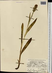 Dactylorhiza incarnata subsp. ochroleuca (Wüstnei ex Boll) P.F.Hunt & Summerh., Eastern Europe, Eastern region (E10) (Russia)