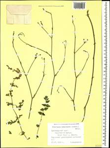 Froriepia subpinnata (Ledeb.) Baill., Caucasus, Black Sea Shore (from Novorossiysk to Adler) (K3) (Russia)