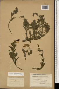 Onosma caucasica Levin, Caucasus (no precise locality) (K0)