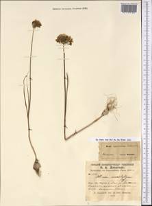 Allium caesium Schrenk, Middle Asia, Syr-Darian deserts & Kyzylkum (M7)