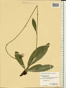 Trommsdorffia maculata (L.) Bernh., Eastern Europe, Volga-Kama region (E7) (Russia)