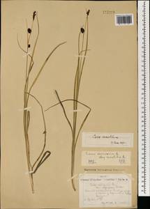 Carex saxatilis L., Mongolia (MONG) (Mongolia)