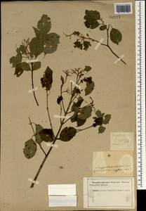 Cornus sanguinea L., South Asia, South Asia (Asia outside ex-Soviet states and Mongolia) (ASIA) (Iran)