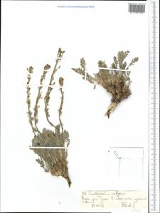 Smelowskia calycina (Stephan ex Willd.) C. A. Mey., Middle Asia, Northern & Central Tian Shan (M4) (Kyrgyzstan)