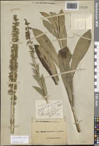 Digitalis ferruginea subsp. schischkinii (Ivanina) K.Werner, Caucasus, Black Sea Shore (from Novorossiysk to Adler) (K3) (Russia)