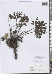 Pulsatilla patens (L.) Mill., Siberia, Western Siberia (S1) (Russia)