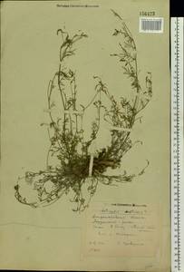 Astragalus austriacus Jacq., Eastern Europe, South Ukrainian region (E12) (Ukraine)