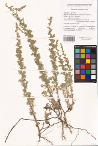 Artemisia austriaca Jacq., Eastern Europe, Central forest-and-steppe region (E6) (Russia)