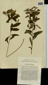 Euphorbia carniolica Jacq., Eastern Europe, West Ukrainian region (E13) (Ukraine)