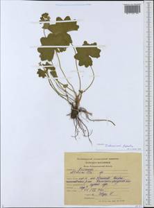 Alchemilla tichomirovii Czkalov, Eastern Europe, North-Western region (E2) (Russia)