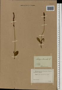 Herminium monorchis (L.) R.Br., Eastern Europe, North-Western region (E2) (Russia)