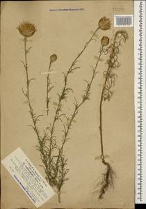 Callicephalus nitens (M. Bieb. ex Willd.) C. A. Mey., Caucasus, Azerbaijan (K6) (Azerbaijan)