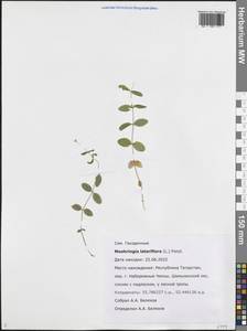 Moehringia lateriflora (L.) Fenzl, Eastern Europe, Middle Volga region (E8) (Russia)