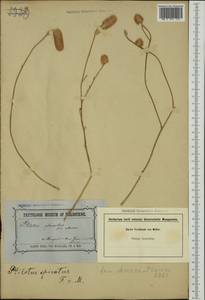 Ptilotus spicatus, Australia & Oceania (AUSTR) (Australia)