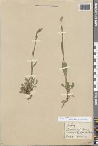 Silene nutans L., Eastern Europe, Central region (E4) (Russia)