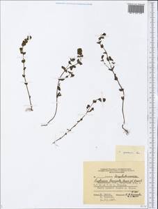 Euphrasia × vernalis List, Eastern Europe, Central forest region (E5) (Russia)