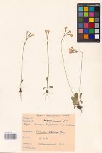 Primula nutans Georgi, Siberia, Baikal & Transbaikal region (S4) (Russia)