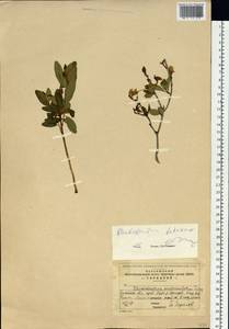 Rhododendron dauricum L., Siberia, Baikal & Transbaikal region (S4) (Russia)