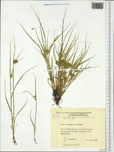 Carex bohemica Schreb., Western Europe (EUR) (Germany)