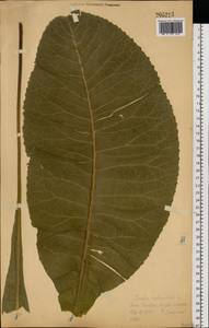 Inula helenium L., Eastern Europe, Central forest-and-steppe region (E6) (Russia)