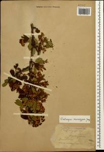 Crataegus monogyna Jacq., Caucasus, Stavropol Krai, Karachay-Cherkessia & Kabardino-Balkaria (K1b) (Russia)