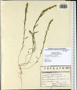 Polygala vulgaris, Eastern Europe, Central region (E4) (Russia)