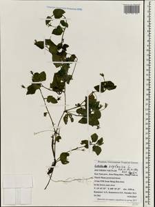 Lobelia zeylanica L., South Asia, South Asia (Asia outside ex-Soviet states and Mongolia) (ASIA) (Vietnam)