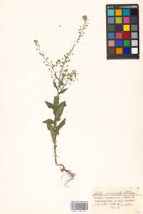 Neslia paniculata (L.) Desv., Eastern Europe, Moscow region (E4a) (Russia)