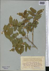 Lonicera tatarica L., Middle Asia, Dzungarian Alatau & Tarbagatai (M5) (Kazakhstan)