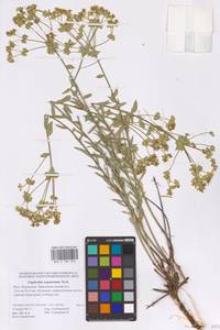 Euphorbia seguieriana Neck., Eastern Europe, Lower Volga region (E9) (Russia)