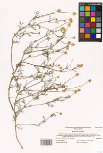 Matricaria chamomilla L., Eastern Europe, Lower Volga region (E9) (Russia)