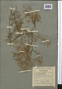 Salix capusii Franch., Middle Asia, Western Tian Shan & Karatau (M3) (Kazakhstan)