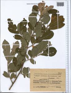 Salix cinerea L., Siberia, Western (Kazakhstan) Altai Mountains (S2a) (Kazakhstan)