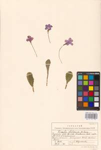 Primula vulgaris subsp. rubra (Sm.) Arcang., Caucasus, Abkhazia (K4a) (Abkhazia)